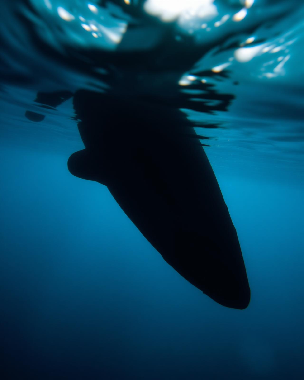 The Shark